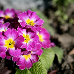 Primula-1200x1200-1-1024x1024-1